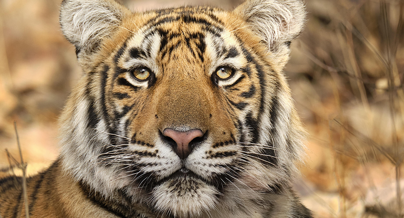 Indien: Der Tiger ist erwacht